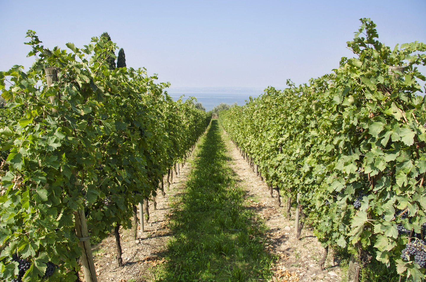 Bardolino Wine Route landscape